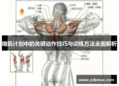 增肌计划中的关键动作技巧与训练方法全面解析