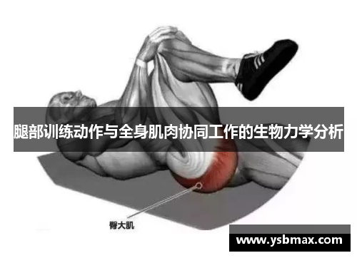 腿部训练动作与全身肌肉协同工作的生物力学分析